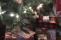 Burger in the tree