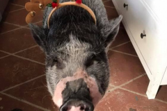 Reindeer Jaxon