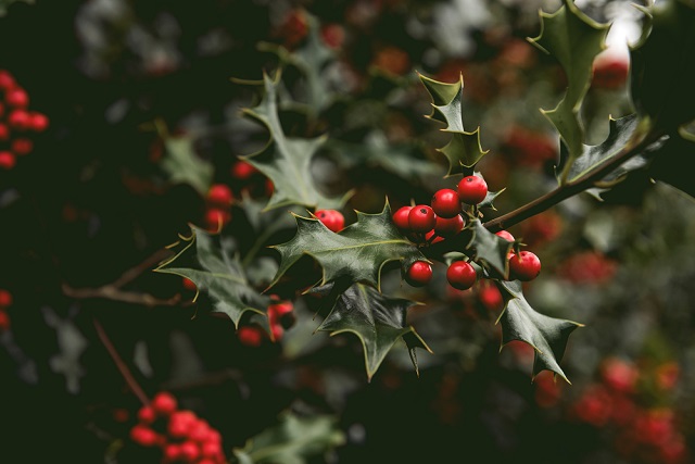 Christmas Holly