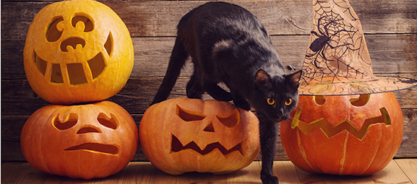 Pumpkin Carvings